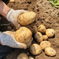 (학포대박농장) 햇감자 두백감자 10kg/20kg