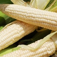 (학포대박농장) 미백 찰옥수수 반접(50개)/한접(100개)